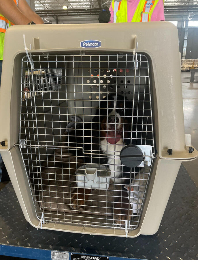 ⭐⭐⭐⭐⭐ David O. “Second time using Animal Movers and once again a great experience.